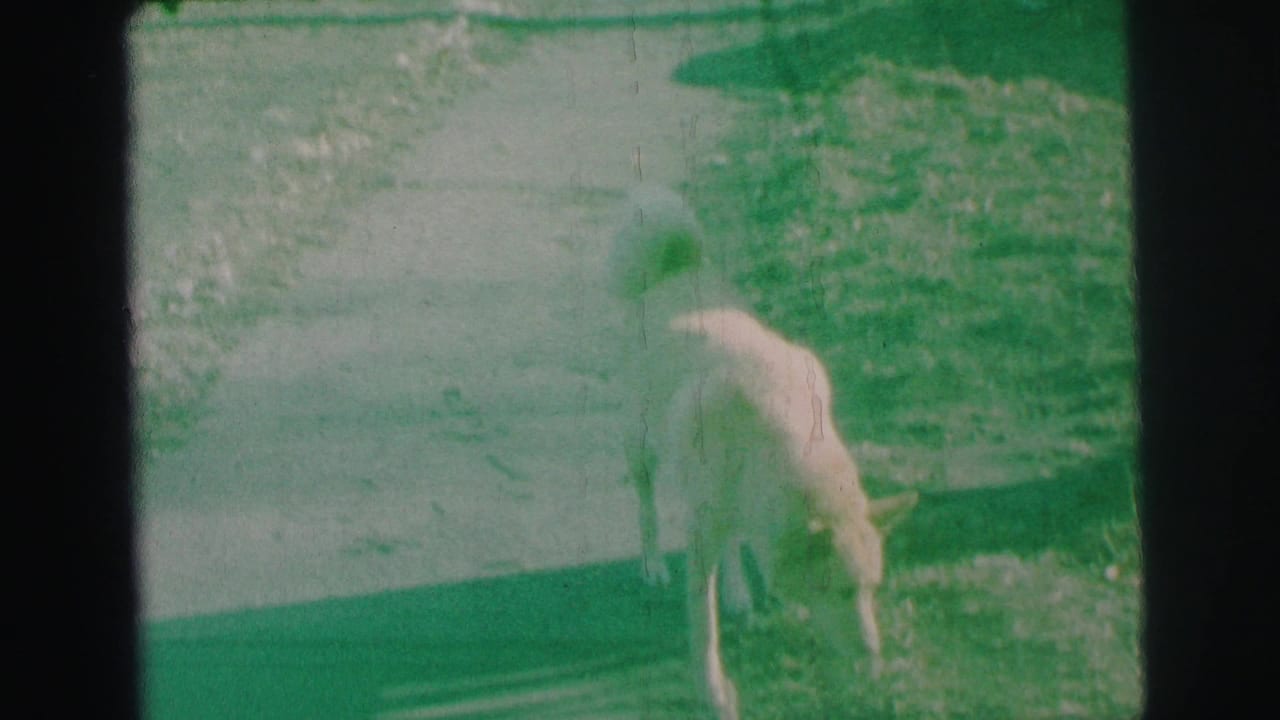 A light-colored dog stands at the path edge with its head lowered, seen in green-tinted 8mm footage from Lynbrook, New York.