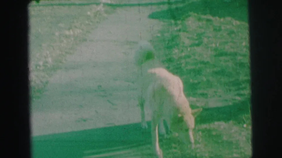 A light-colored dog stands at the path edge with its head lowered, seen in green-tinted 8mm footage from Lynbrook, New York.