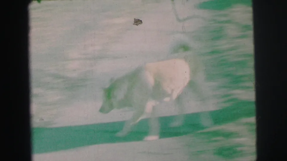 The dog moves across the concrete path in soft, overexposed 8mm home-movie footage from the 1973 Lynbrook clip.