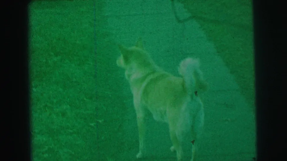 A collared dog with a curled tail stands on grass, framed by the green-tinted texture of 1973 Lynbrook 8mm footage.