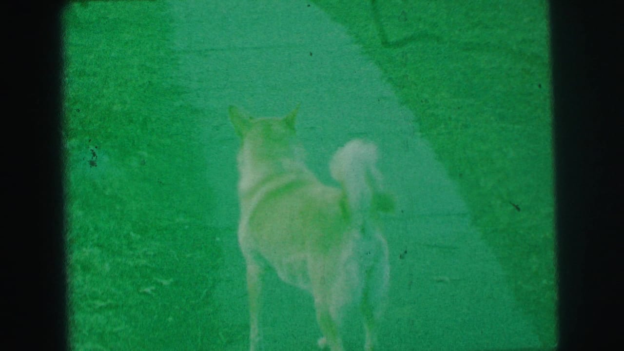 In 1973 Lynbrook home-movie footage, a light-colored dog stands on a lawn near a garden path with its curled tail visible.