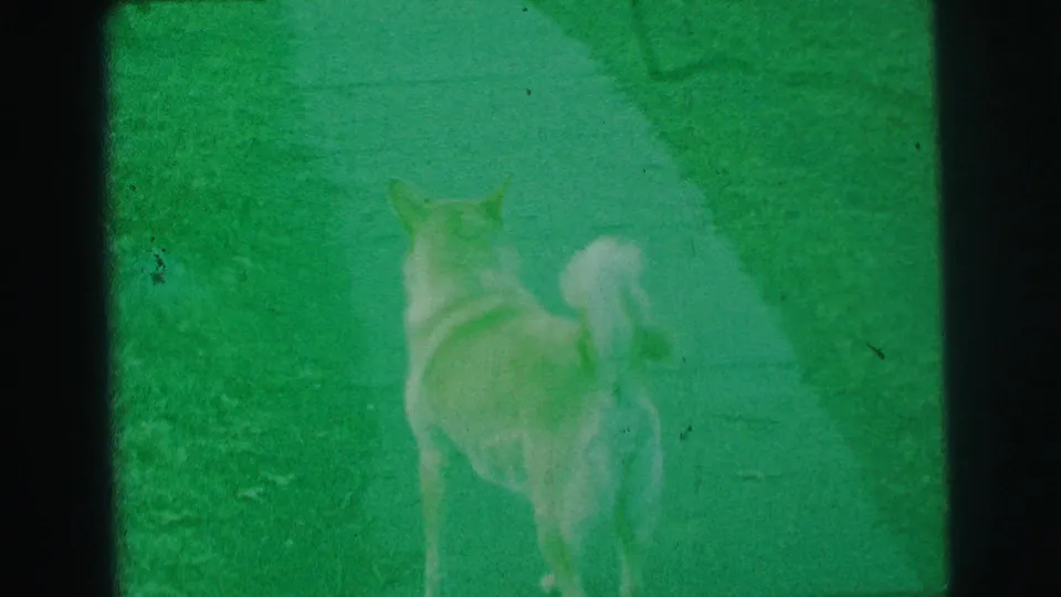 In 1973 Lynbrook home-movie footage, a light-colored dog stands on a lawn near a garden path with its curled tail visible.