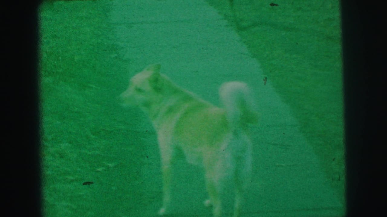 Light-colored dog in profile on grass near a paved path, tail curled upward.