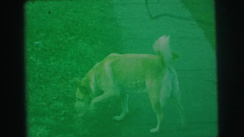 The dog lowers its head toward the lawn as if sniffing, captured in soft green-tinted 8mm footage from Lynbrook, New York.