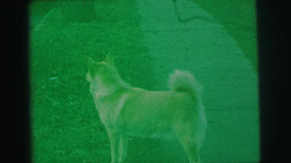 A light-colored dog stands on the green-tinted lawn facing away from the camera, with a garden path visible at the side.