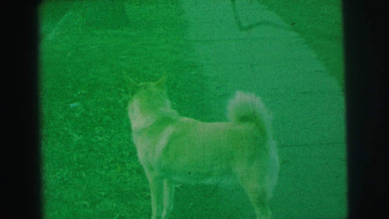 Light-colored dog standing on grass beside a paved walkway with a strong green film tint.