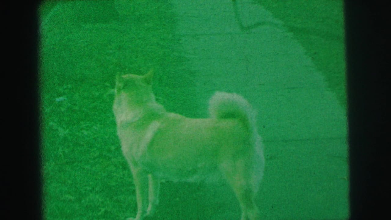 The curled-tail dog remains in profile on a green-tinted 8mm frame, watching something off-camera in Lynbrook in 1973.