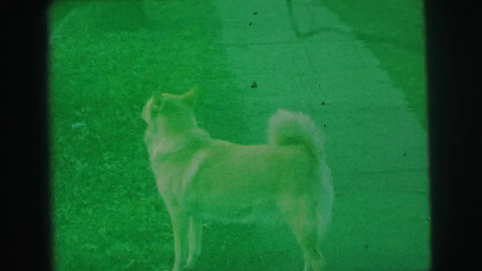 A green-shifted 1973 home-movie frame shows the light dog turned partly away on a suburban lawn in Lynbrook.