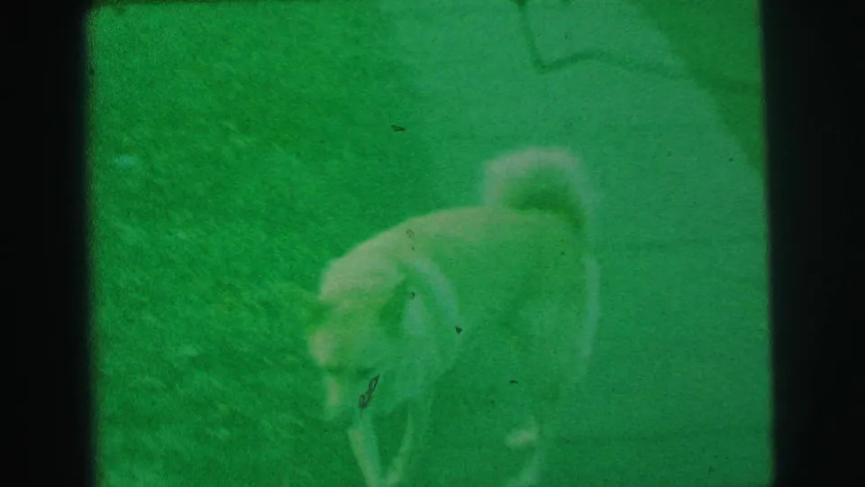 The dog appears closer in the final green-tinted 8mm frame, head lowered near the grass in the 1973 Lynbrook yard scene.