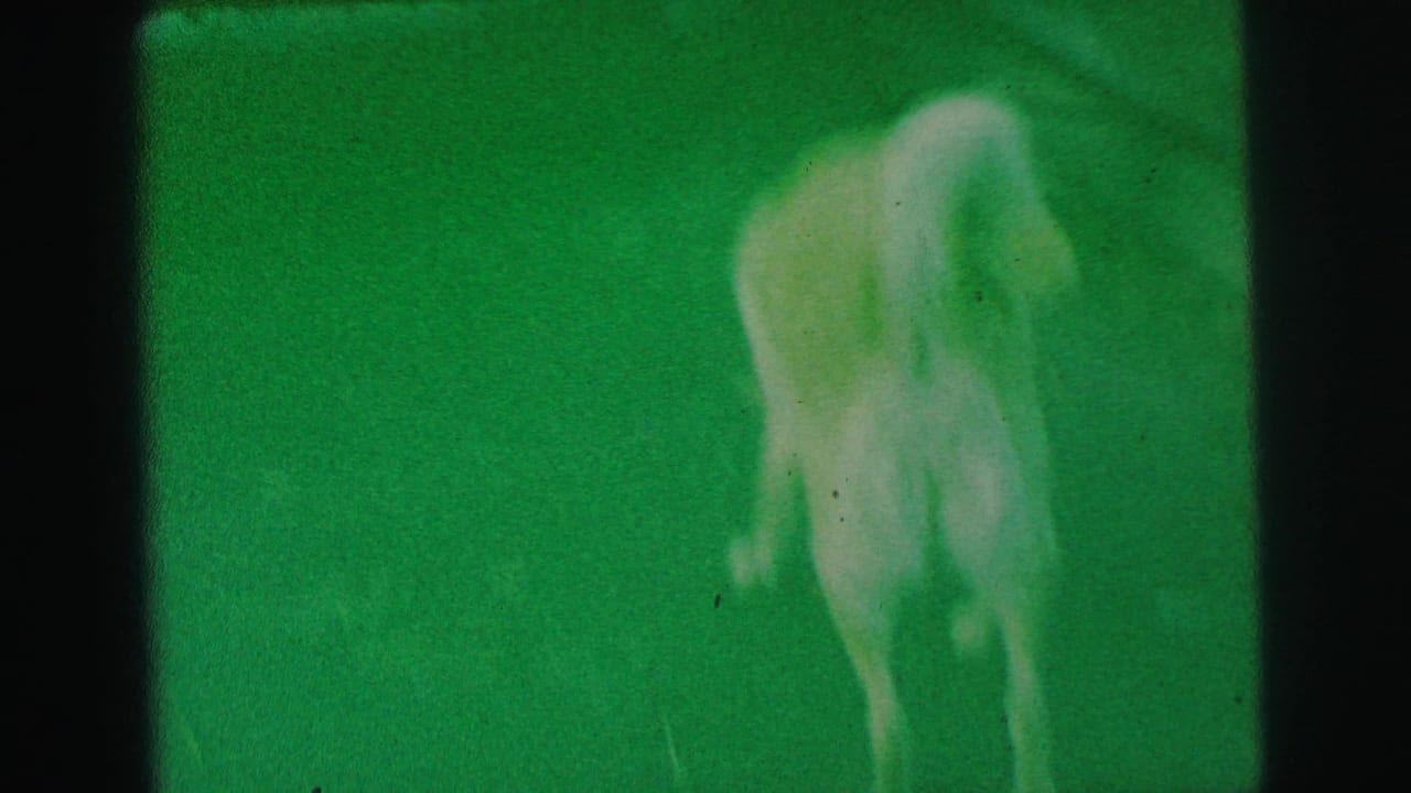 Light-colored curly-tailed dog on a lawn in 1973 Lynbrook home-movie footage, seen through a strong green color cast.