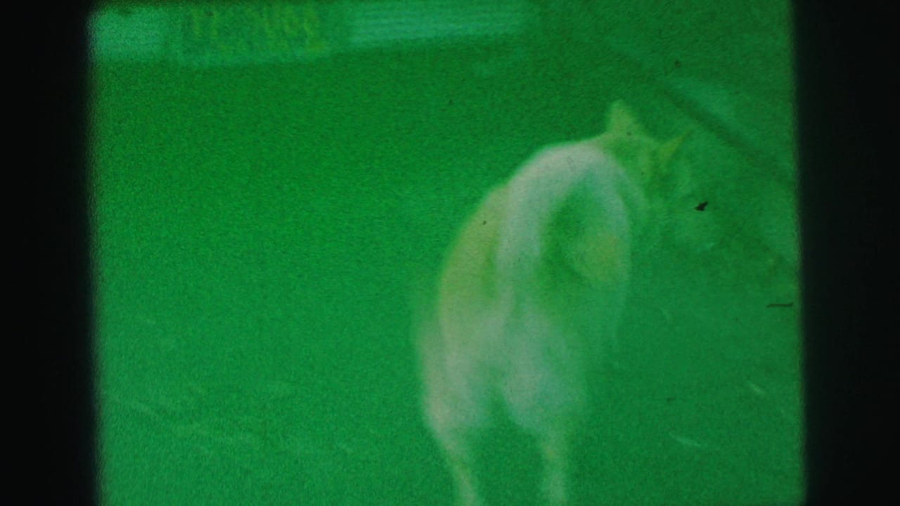 Curly-tailed dog turned away on a green lawn, framed by dark film edges.