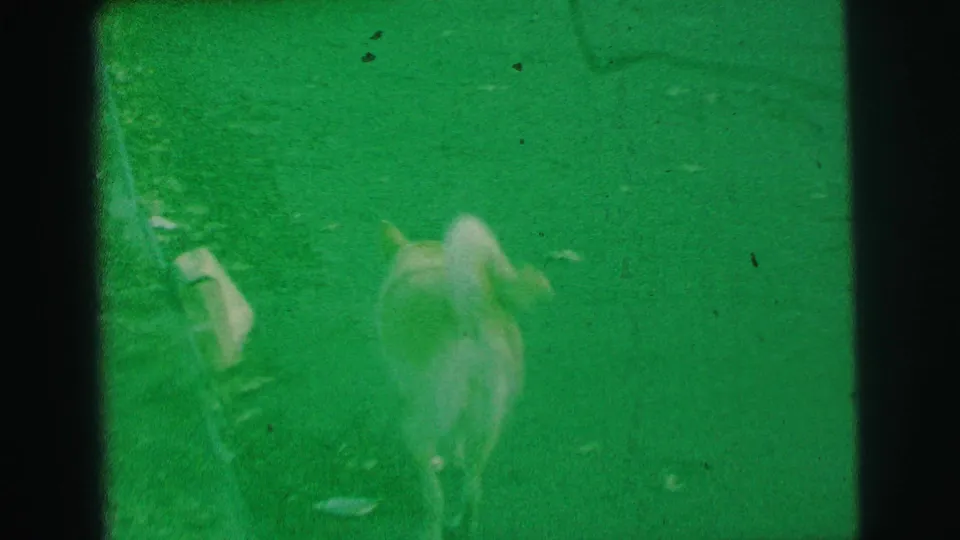 Curly-tailed dog lowers its head near the grass in 1973 Lynbrook home-movie footage, with a partial striped object at the frame edge.