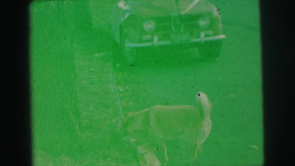 Small light-colored dog crosses the lawn in Lynbrook, New York, with part of a parked car visible in the green-tinted Super 8 frame.