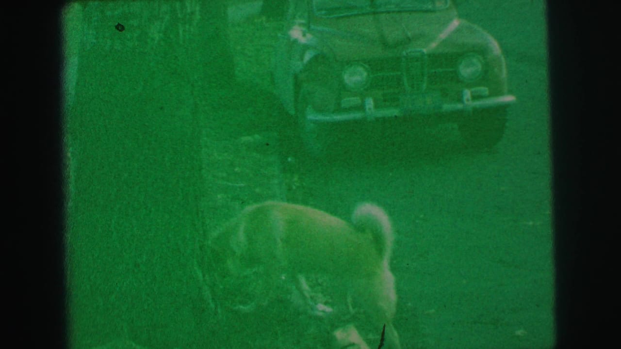 A light-colored dog sniffs at grass near a tree in Lynbrook, New York, with an older parked car behind it.