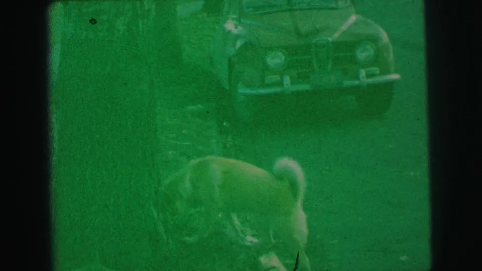 A light-colored dog sniffs at grass near a tree in Lynbrook, New York, with an older parked car behind it.