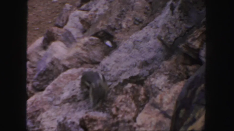 1958 Colorado home-movie frame looking down at rocks and roadside terrain, with part of a dark object at the right edge.