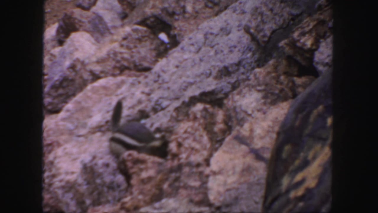 Small squirrel moving among uneven rocks near the edge of the film frame.