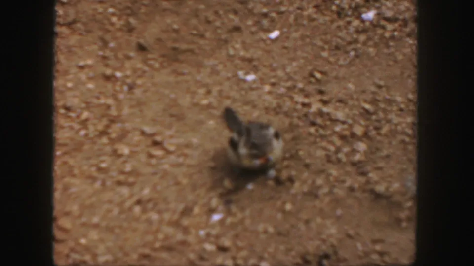 A small squirrel stands alert on dusty Colorado ground, surrounded by scattered pebbles in 1958 8mm footage.
