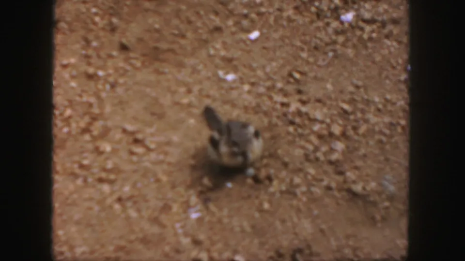 A small squirrel remains on open dirt in the Colorado home-movie scene, framed by pebbles and soft 8mm texture.