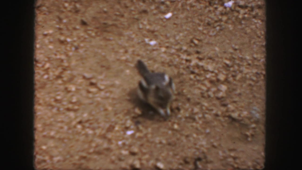 Small striped rodent on reddish gravel near a dark film-frame edge.