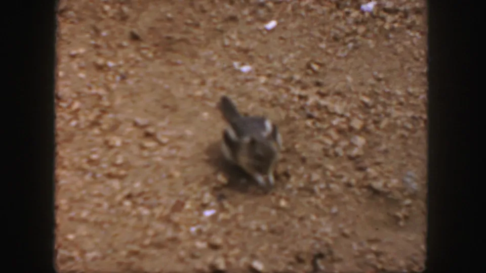 A chipmunk-like rodent pauses on gravel in Colorado 1958 home-movie footage, framed by dark 8mm scan borders.