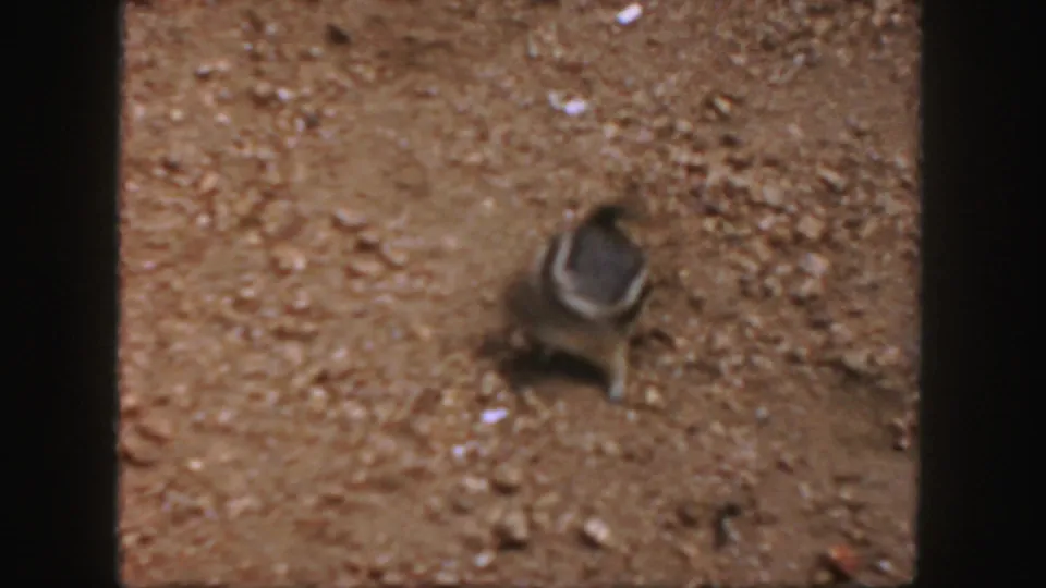 The chipmunk-like animal is viewed from above on reddish gravel, with soft focus and warm 8mm color from the Colorado 1958 clip.