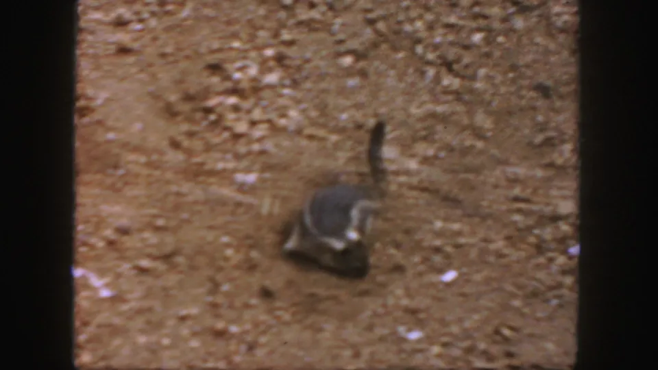 A small striped rodent with its tail raised moves over reddish gravel in this 1958 Colorado 8mm home-movie frame.
