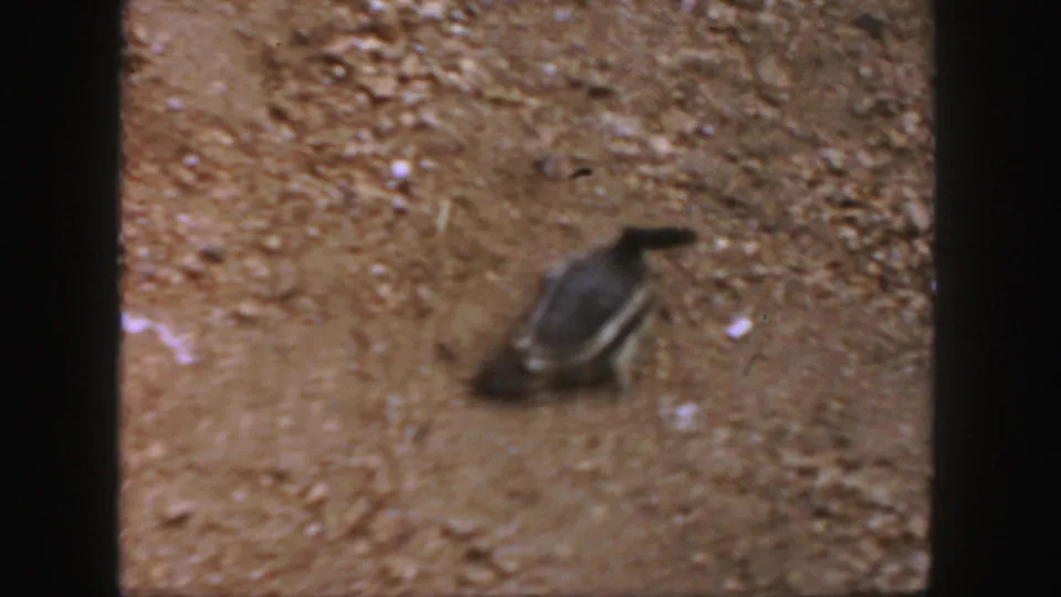 The chipmunk-like rodent crosses the gravel near the edge of the 8mm frame, its striped back and tail visible in the 1958 Colorado footage.