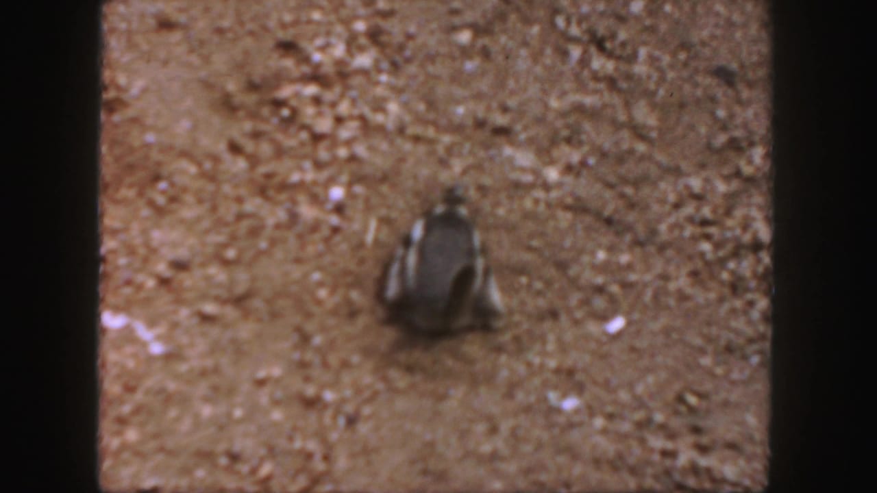 Small squirrel on sandy ground within a dark 8mm frame edge.