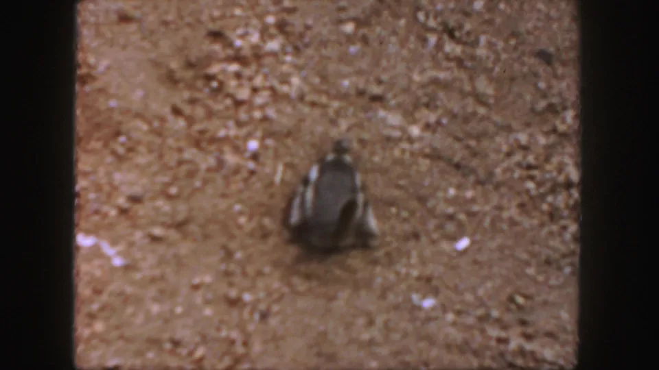 Small squirrel moving across sandy ground in 1958 Colorado 8mm home-movie footage.