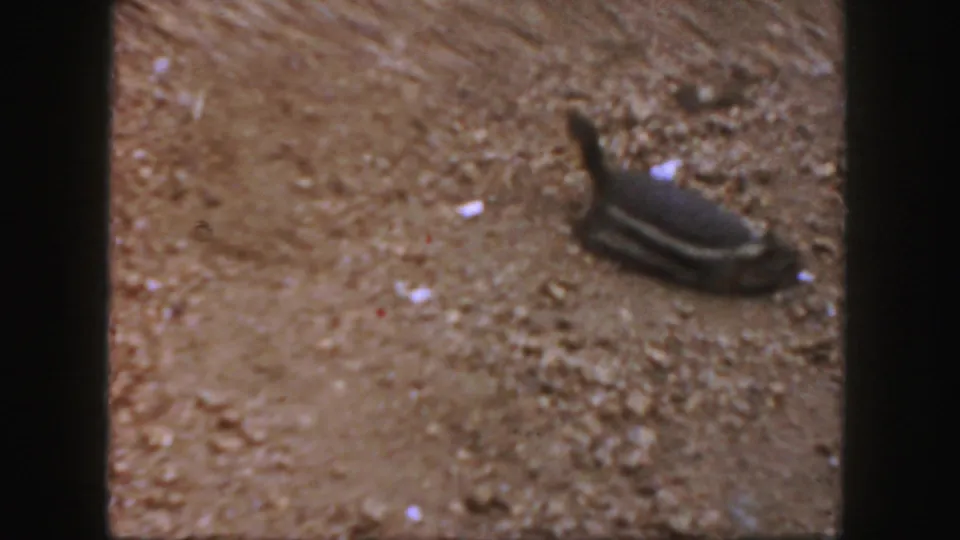 Small squirrel seen from above on sandy ground in archival Colorado home-movie footage.