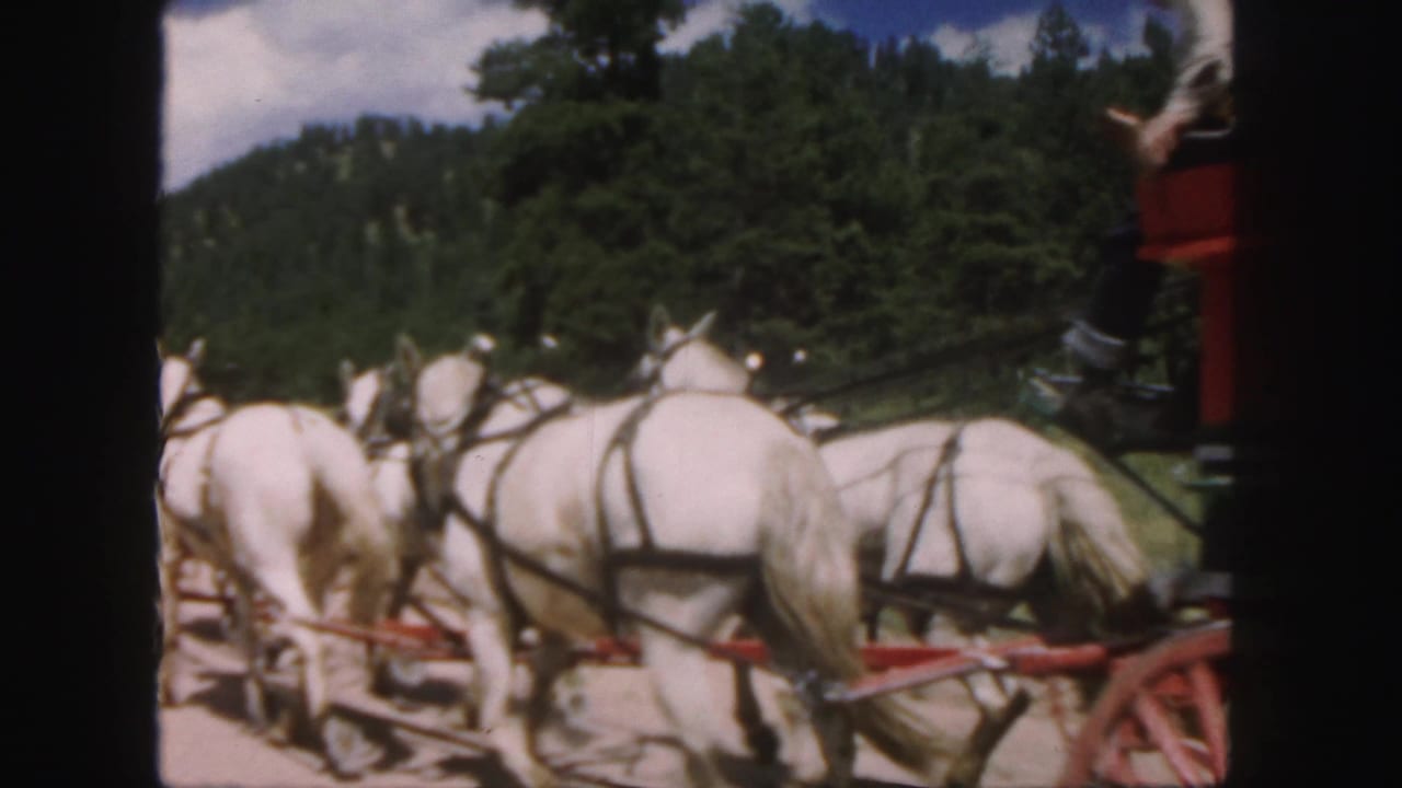 A team of white horses pulls the carriage past trees and hills.