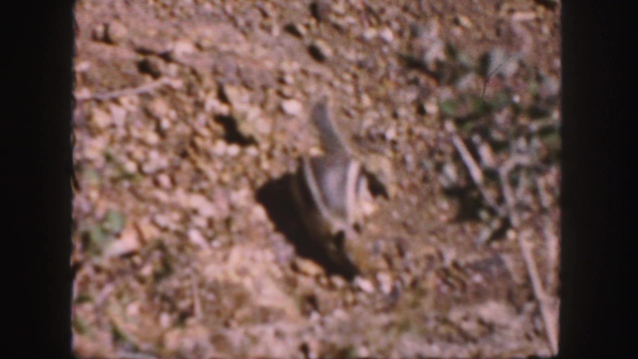 1958 Colorado 8mm frame showing a squirrel on dry rocky ground with sparse plants, twigs, and soft film blur.