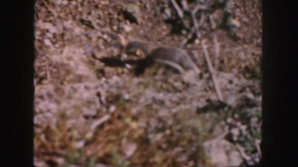1958 Colorado home-movie frame with a squirrel moving across rocky soil near dry leaves and low vegetation.