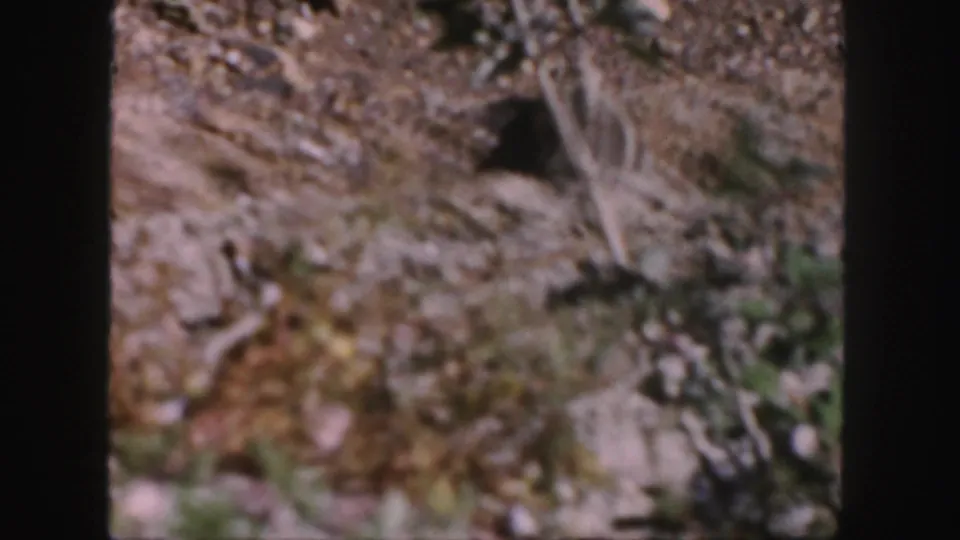 1958 Colorado 8mm frame showing a partly blurred squirrel on uneven ground with sparse greenery and scattered natural debris.