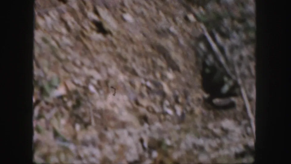 1958 Colorado 8mm frame with the squirrel near the lower right, surrounded by dry soil, twigs, and sparse vegetation.