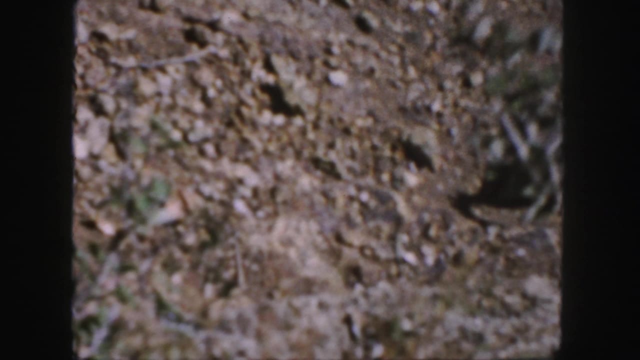 A small squirrel moves through rocky, leaf-covered ground in Colorado-associated 1958 8mm home-movie footage.