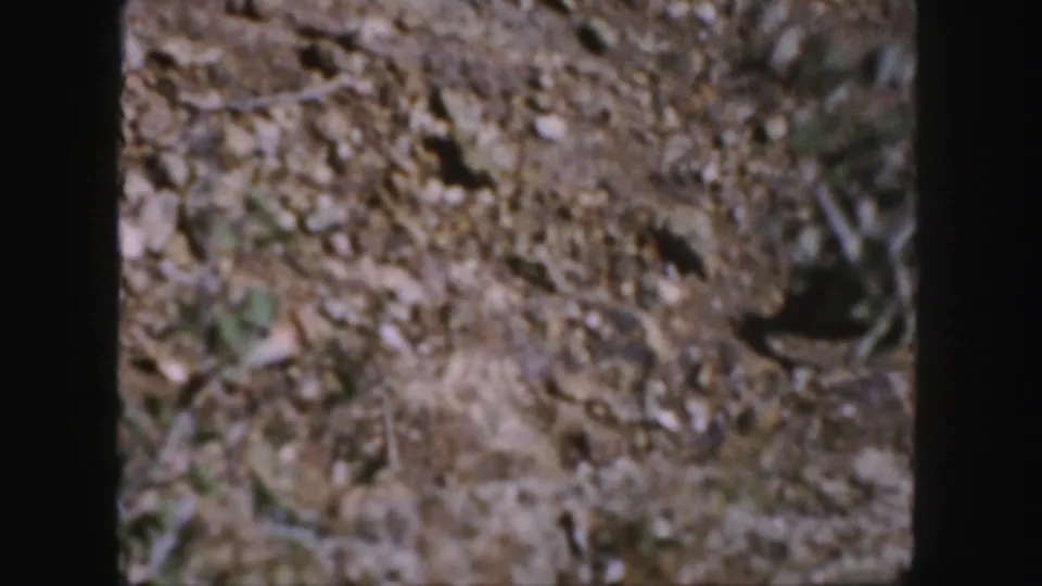 A small squirrel moves through rocky, leaf-covered ground in Colorado-associated 1958 8mm home-movie footage.