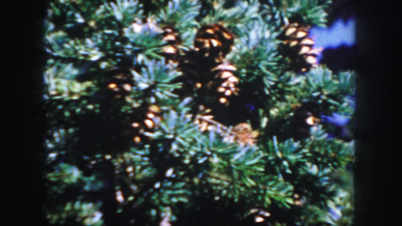 Close evergreen branch with green needles and clusters of brown cones.