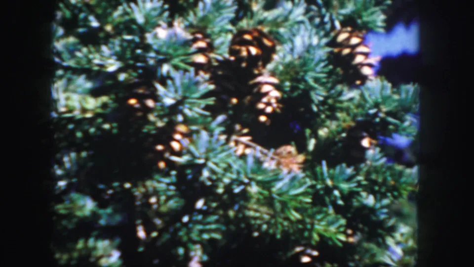 Close 1958 Colorado 8mm view of evergreen needles and clustered brown cones, with blue sky visible through the branches.