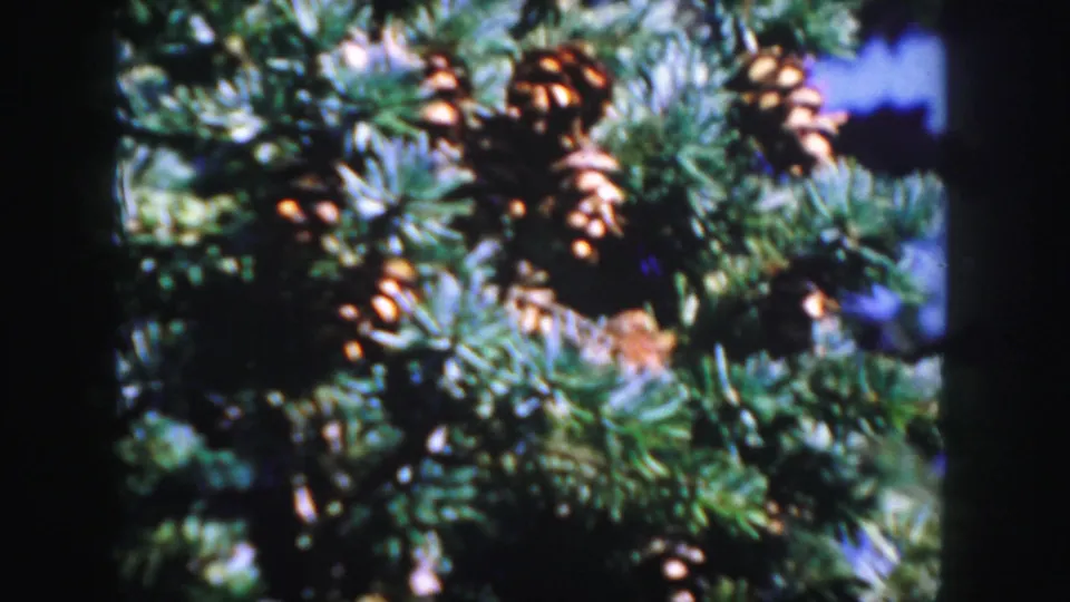 1958 Colorado 8mm close-up of clustered cones among dense evergreen needles, rendered with saturated color and soft focus.