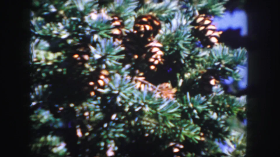 Final 1958 Colorado 8mm frame showing evergreen needles and several brown cones in close-up, with bright blue gaps behind the branch.