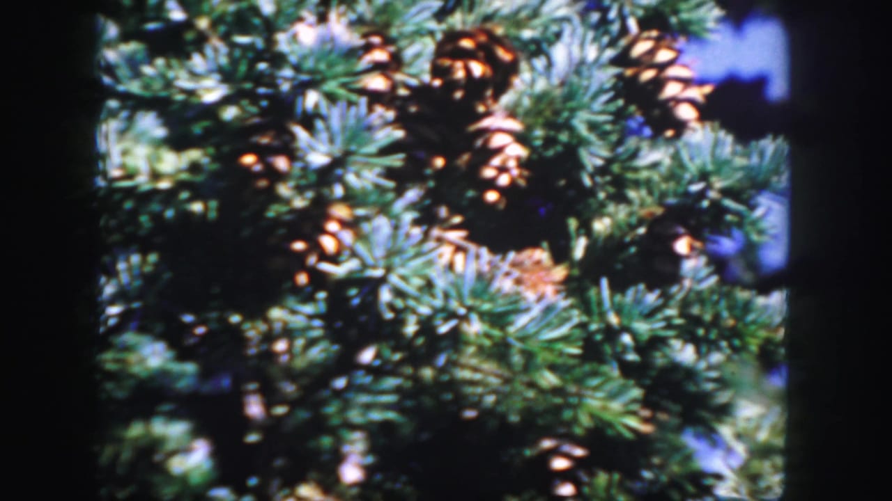 Close view of pine cones and green needles framed by dark film edges.