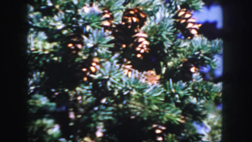 1958 Colorado 8mm frame showing pine cones clustered among evergreen needles with soft focus and dark gate edges.