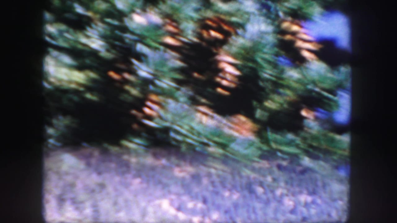 Blurred pine cones and evergreen branches above a gray ground surface.