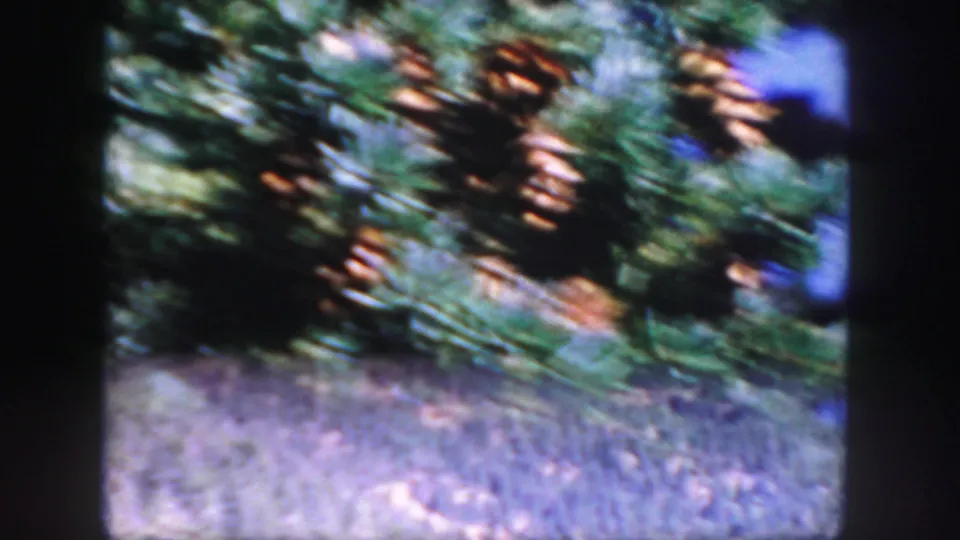 1958 Colorado 8mm frame with slightly blurred pine cones and evergreen needles over a gray, out-of-focus ground area.
