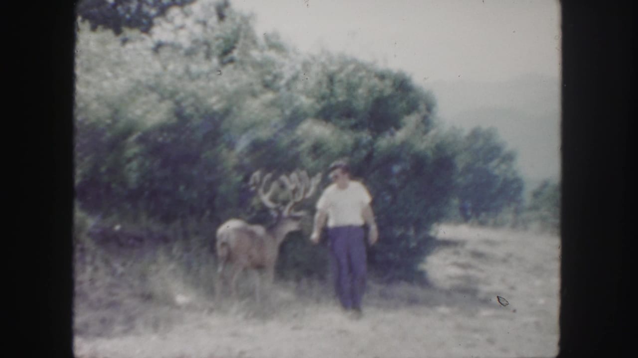 1958 Colorado home-movie frame showing a man in a white shirt near a large antlered deer among brush and grass.
