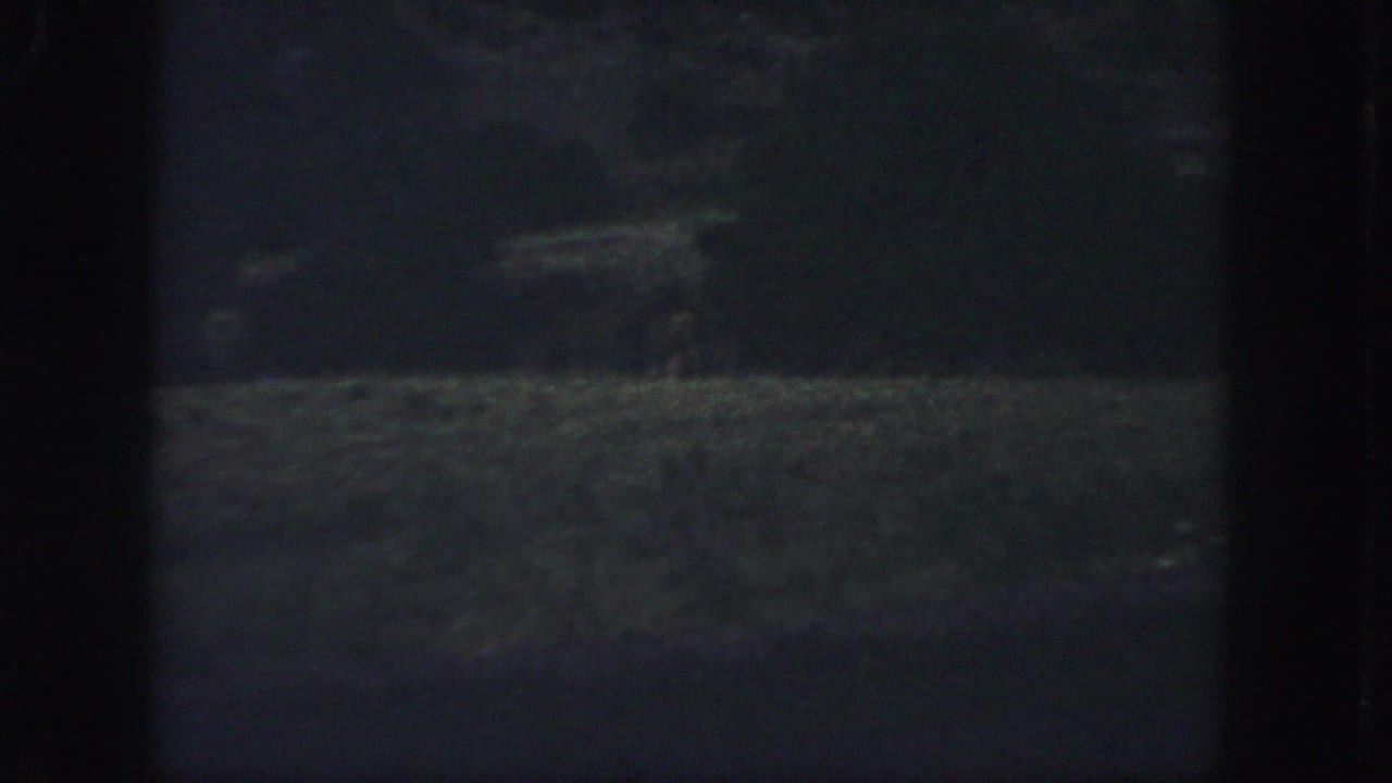 Dim wooded clearing with a faint small shape near the upper right tree line.