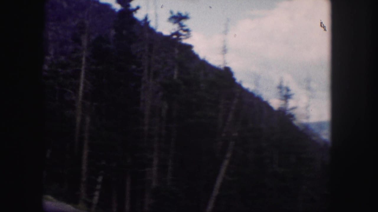 Forested mountain slope with tall trees and pale sky beyond.