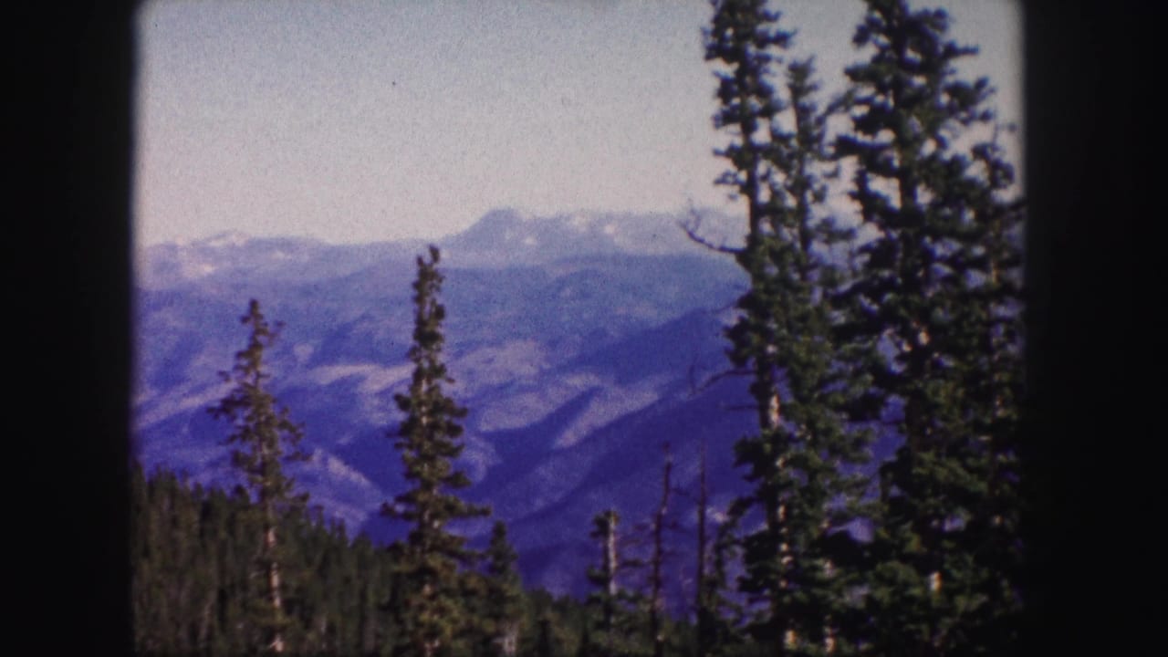 Dark evergreen trunks and distant mountain ridges fill the scenic view.